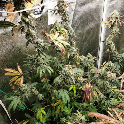 Pink Jelly growlog timeline photo
