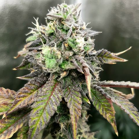 Pink Jelly growlog timeline photo