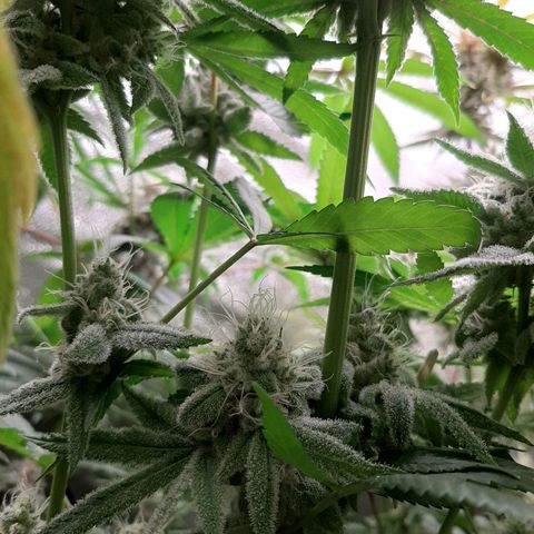 Tony Profit f3 (4) growlog timeline photo