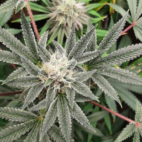 Tony Profit f3 (4) growlog timeline photo