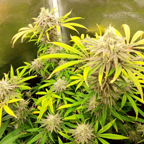Tony Profit f3 (4) growlog timeline photo