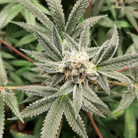 Tony Profit f3 (4) growlog timeline photo