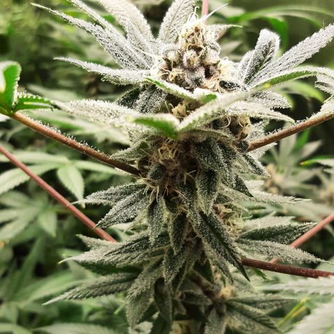 Tony Profit f3 (4) growlog timeline photo