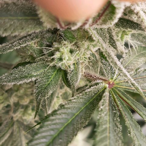 Tony Profit f3 (4) growlog timeline photo