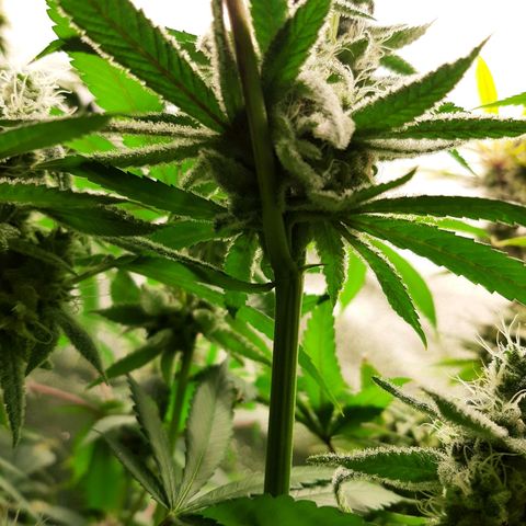 Tony Profit f3 (4) growlog timeline photo