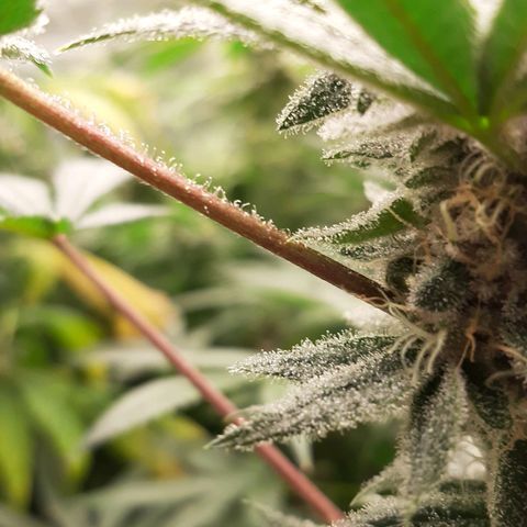 Tony Profit f3 (4) growlog timeline photo