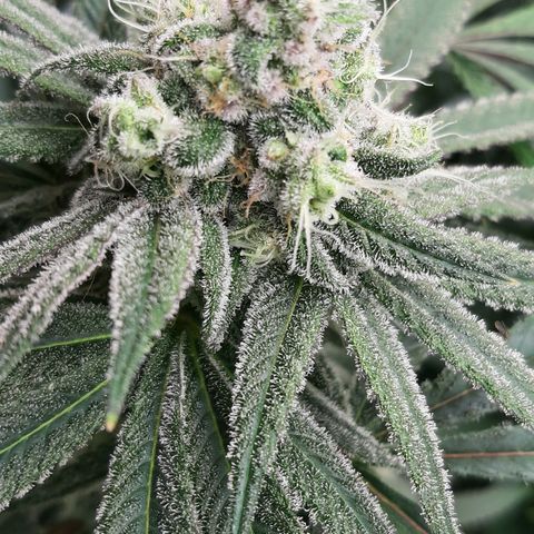 Tony Profit f3 (4) growlog timeline photo