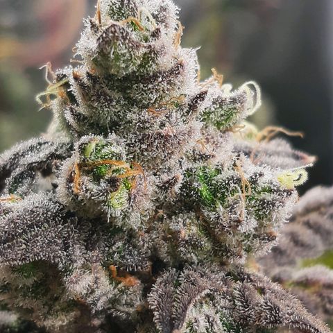 Krillans Kush  growlog timeline photo