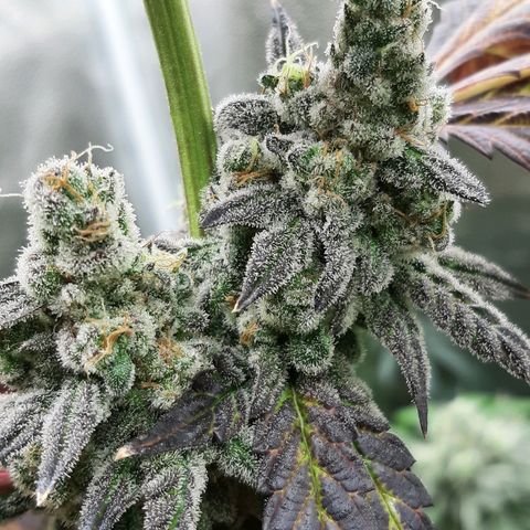 Krillans Kush  growlog timeline photo