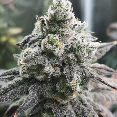 Krillans Kush  growlog timeline photo
