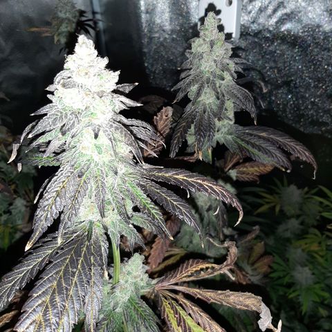 Krillans Kush  growlog timeline photo