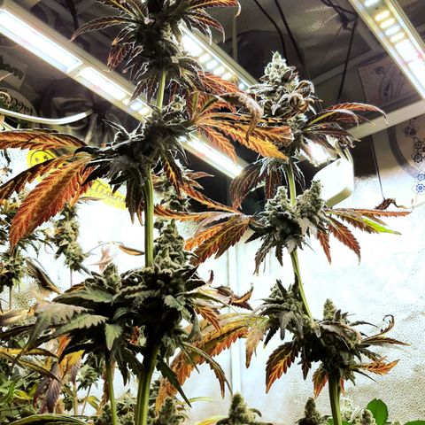 Krillans Kush  growlog timeline photo