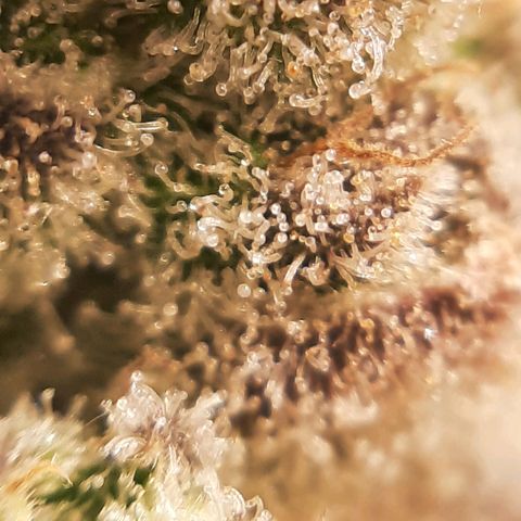 Krillans Kush  growlog timeline photo