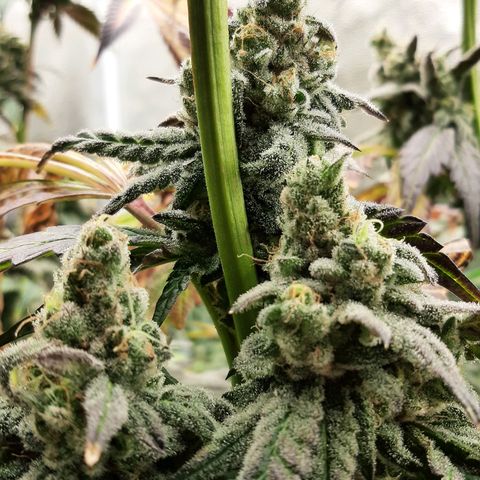 Krillans Kush  growlog timeline photo