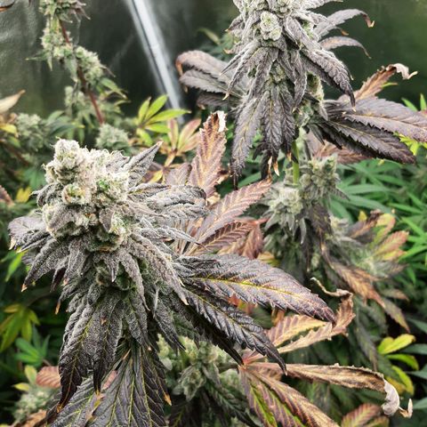 Krillans Kush  growlog timeline photo