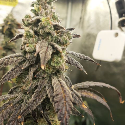 Krillans Kush  growlog timeline photo