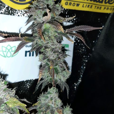 Pink Jelly growlog timeline photo