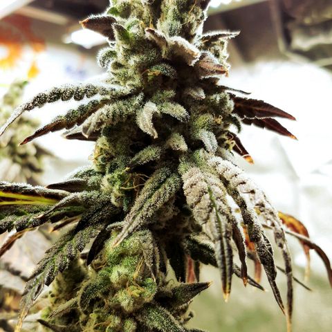 Krillans Kush  growlog timeline photo