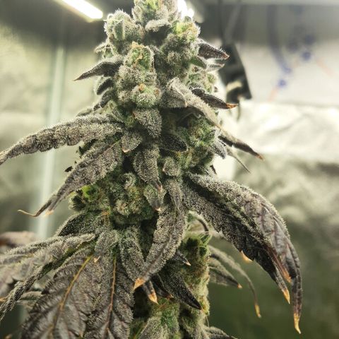 Krillans Kush  growlog timeline photo