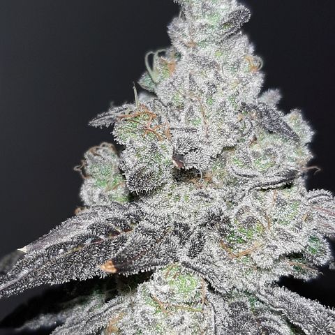 Krillans Kush  growlog timeline photo