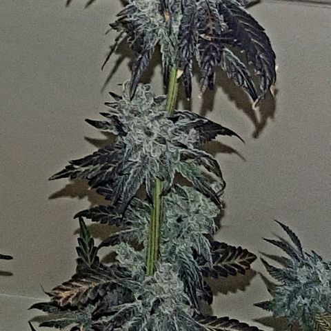Krillans Kush  growlog timeline photo