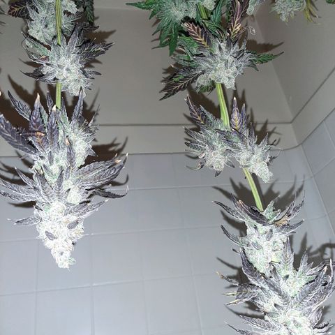 Krillans Kush  growlog timeline photo