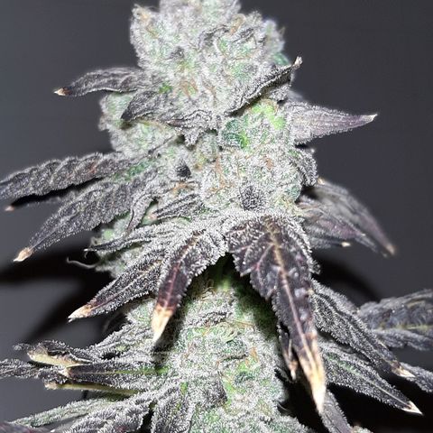 Krillans Kush  growlog timeline photo