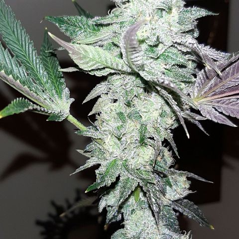 Pink Jelly growlog timeline photo