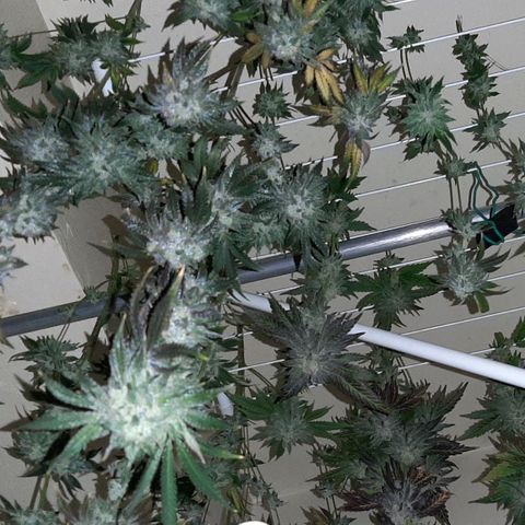 Pink Jelly growlog timeline photo