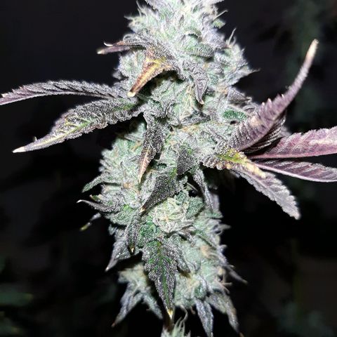 Pink Jelly growlog timeline photo