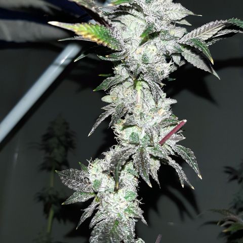 Pink Jelly growlog timeline photo