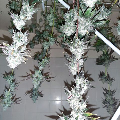 Pink Jelly growlog timeline photo