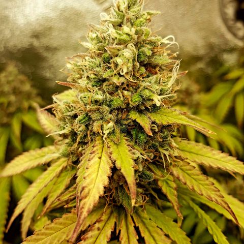 Chocolate Fire #2 growlog timeline photo