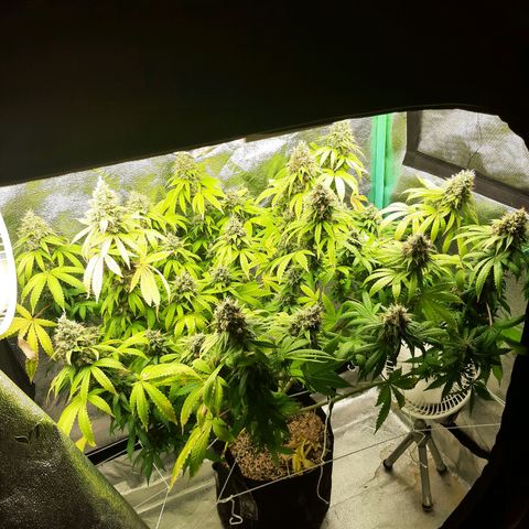 Chocolate Fire #2 growlog timeline photo