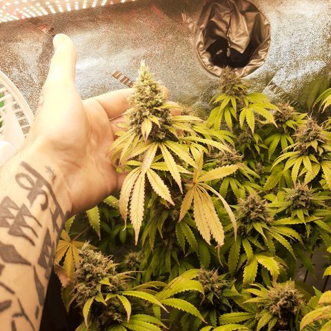 Chocolate Fire #2 growlog timeline photo
