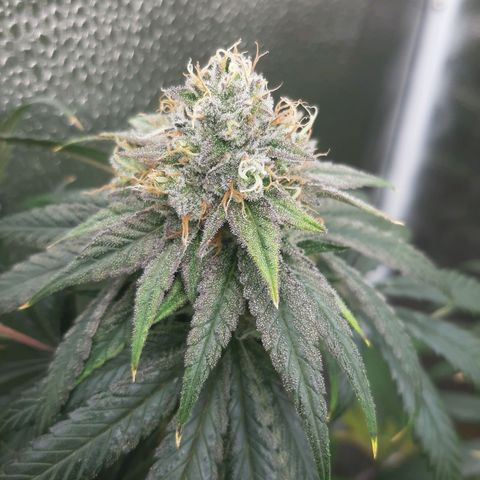 Black Queen Cookies growlog timeline photo
