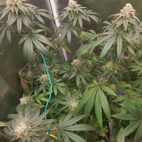 Black Queen Cookies growlog timeline photo