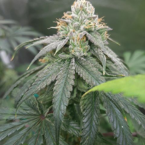 Black Queen Cookies growlog timeline photo