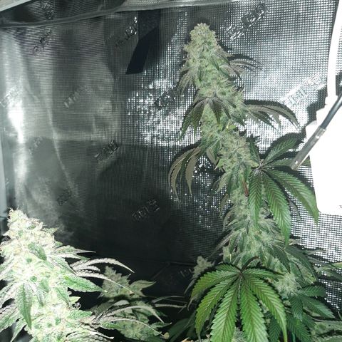 Deleted Scene growlog timeline photo