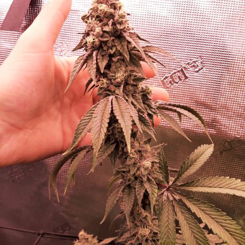 Deleted Scene growlog timeline photo