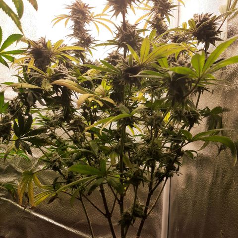 Tony Profit f3 (4) growlog timeline photo