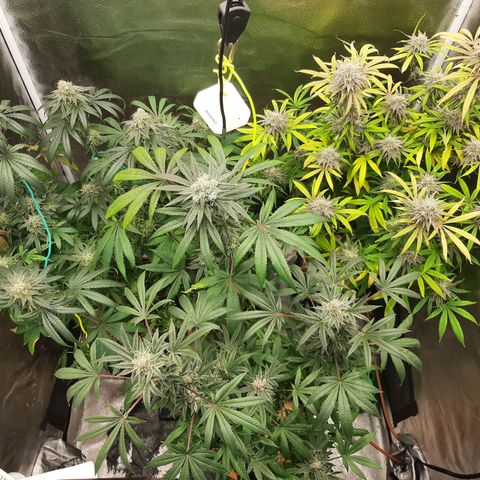 Tony Profit f3 (4) growlog timeline photo