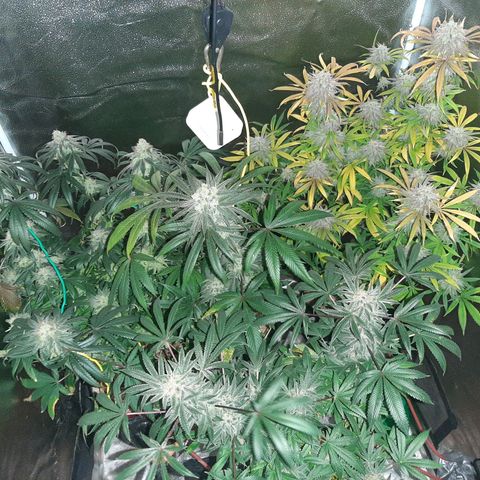 Tony Profit f3 (4) growlog timeline photo