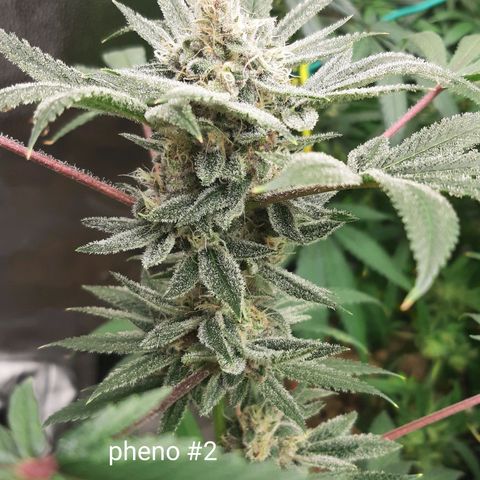 Tony Profit f3 (4) growlog timeline photo