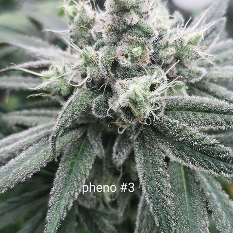 Tony Profit f3 (4) growlog timeline photo