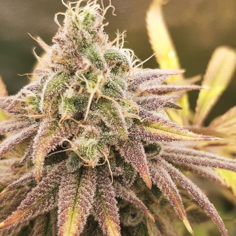 Tony Profit f3 (4) growlog timeline photo