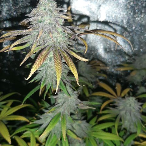 Tony Profit f3 (4) growlog timeline photo