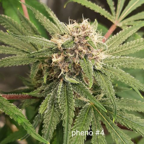 Tony Profit f3 (4) growlog timeline photo
