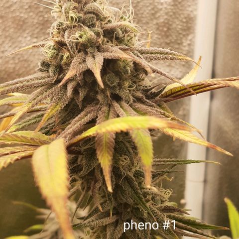 Tony Profit f3 (4) growlog timeline photo