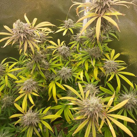 Tony Profit f3 (4) growlog timeline photo